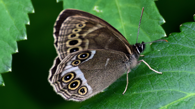 Le papillon « bacchante » est un insecte protégé en France depuis 2007. 